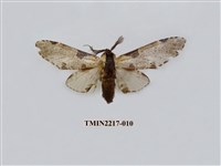 藏品(臺灣枝背舟蛾)的圖片